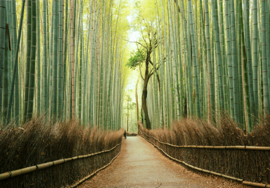 17 things to do in Japan.png