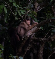 Erlebe Borneo – Rundreise durch Ost-Sabah
