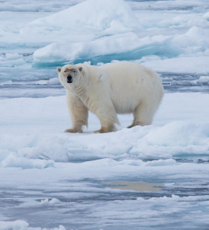 Arctic-NL-NC.png