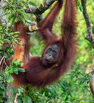 GA-25-01-003-GL- Destination highlight: Indonesia - Email Images_2.jpg