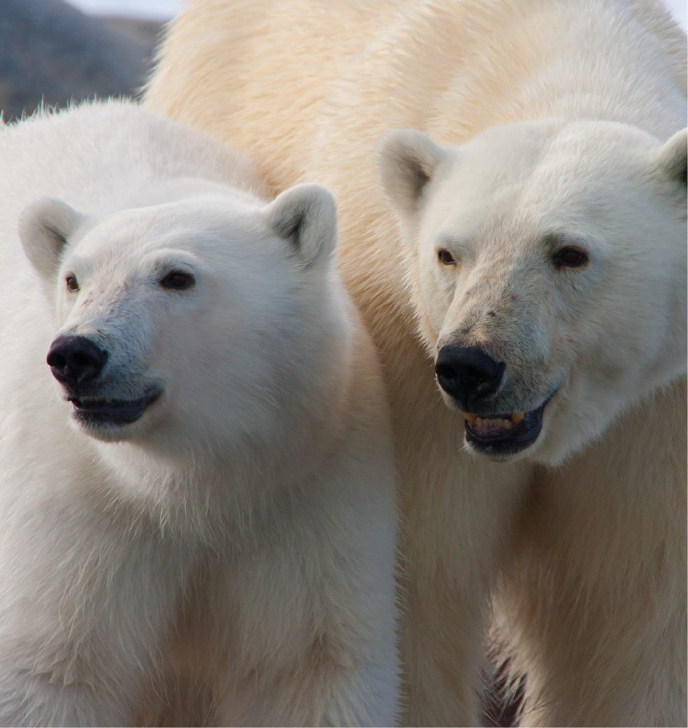 GA-25-03-075-GL- Expedition_Arctic_Phase 3_Email_Trip-Tiles_Realm of the Polar Bear.png