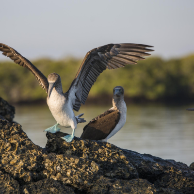 Galapagos.
