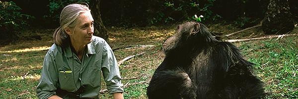 Dr. Goodall with a chimp.