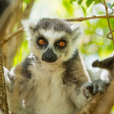 Highlights of Madagascar.