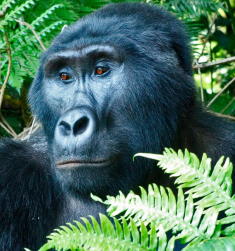Masai Mara & Gorilla Adventure