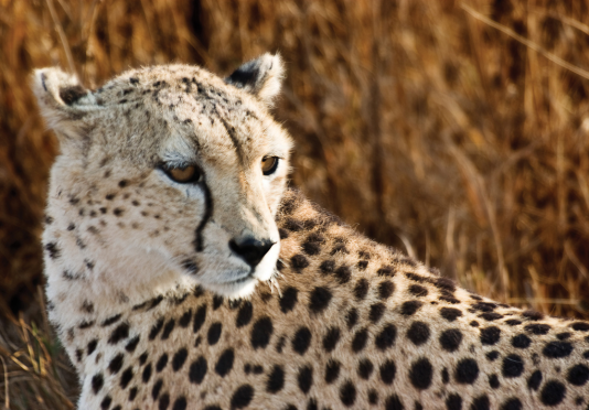 South-Africa-Blog.png