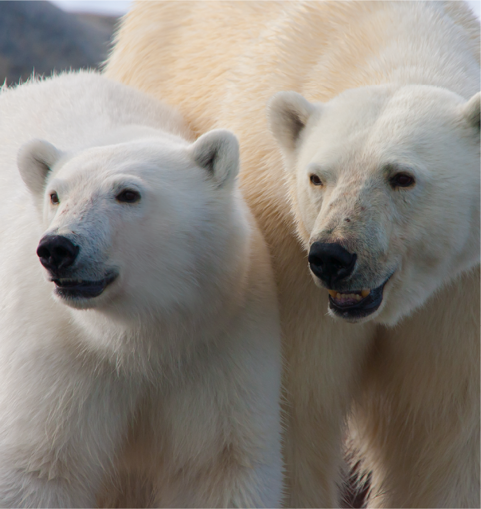 GA-25-03-075-GL- Expedition - Arctic - Email-Header_Trip-Tile-3.png