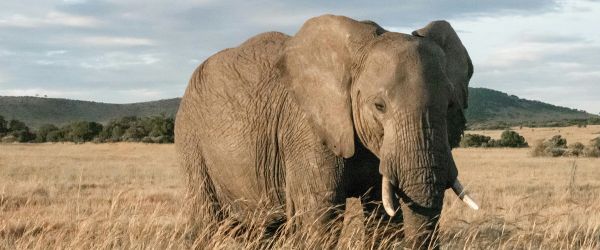 9 African Safari Destinations for Wildlife and Thrills