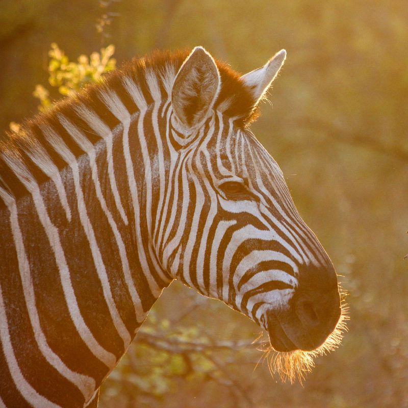 South Africa