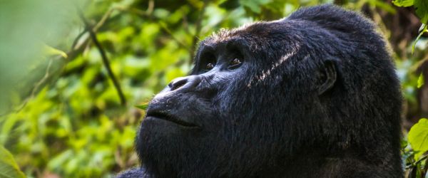 Uganda